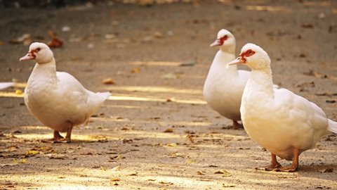 The mulard (or moulard) is a hybrid between two different genera of domestic duck: the domestic Muscovy duck (Cairina moschata domestica) and the domestic duck (Anas platyrhynchos domesticus).