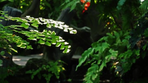 Close up green leaves of delta maidenhair fern in summer season. Beauty in Nature background fronds of Adiantum raddianum or Maidenhair Fern. 4K viewing leaves of growing houseplant maidenhair fern.