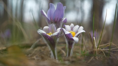 Beautiful purple flowers in the forest - Pulsatilla patens pasque flower or prairie crocus. Pulsatilla patens is a species of flowering plant in the family Ranunculaceae