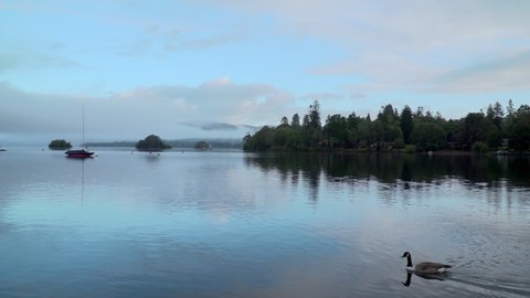 Magical morning scene on misty lake with ducks crossing frame. 4K Lake Windermere background. Atmospheric, mellow, peaceful dawn scenery with  water and reflections, forest and island.