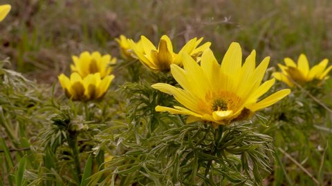Adonis is a well-known medicinal and ornamental plant. Found in Eurasia. Blooms in spring.