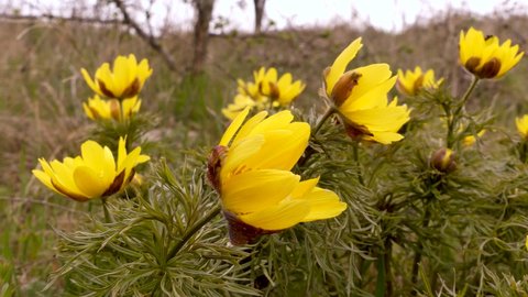 Adonis is a well-known medicinal and ornamental plant. Found in Eurasia. Blooms in spring.