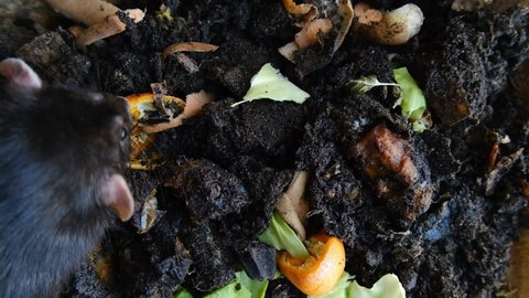 Compost pit, soil in a heap with rotten food waste. Natural goodness for the garden and vegetable garden. The rat digs in the ground.