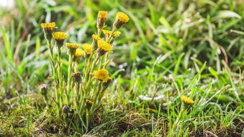 Spring herbs flowers coltsfoot tussilago farfara bloom fast in green grassy meadow Growing Time lapse
