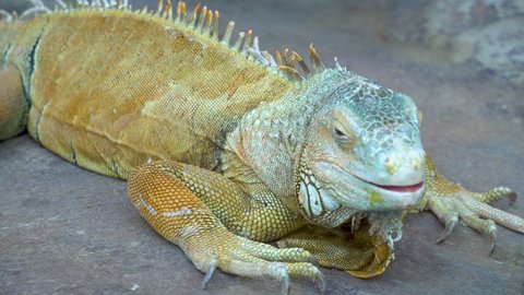 Common green iguana with paws and long claws looking at the camera