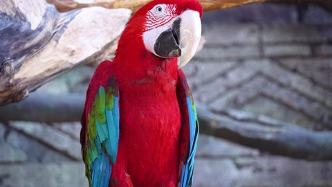Red macaw parrot with a huge beak looks at the camera, and then abruptly leaves close-up