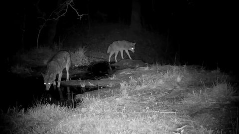 Two coyotes crossing a small creek; one walking by, the other stopping to drink before moving on to the right, in nighttime infra red footage