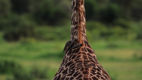 Closeup shot of walking giraffe back with birds sitting on him and pecking skin. Beautiful scene of mutual help in wildlife of african savanna. Little oxpeckers riding mammal, helping and cleaning.
