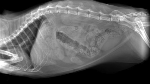 HD video zooming in on XRay image of obese cat with complete intestinal obstruction - constipated. Lateral view