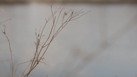 A selective focus of dried branch blown by the wind in 4K