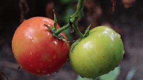 A closeup shot of organic tomatoes being washed