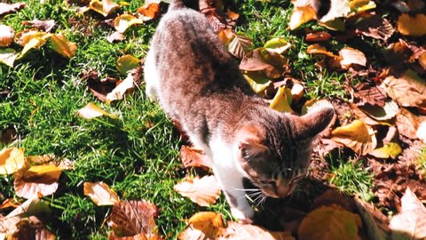 A 4k rendering of a cute baby cat walking on the green grass on the autumn sunny day