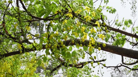 Cassia fistula, known as the golden rain tree, canafistula, and in Bangladesh it’s known as Sonalu ful, is in full bloom at some park in Dhaka, Bangladesh. Yellow flower background. 4k video