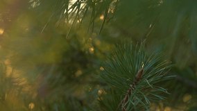 Beautiful sunny golden and green blurry video bokeh background of defocused green trees with magic soft sparkling sunset back sunlight. Christmas holiday backdrop