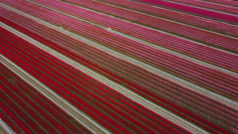 Tulips in red and pink growing in a field during a spring day. Drone point of view from above.