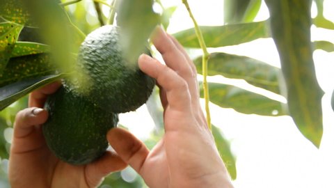 Harvesting avocados fruit collecting manually