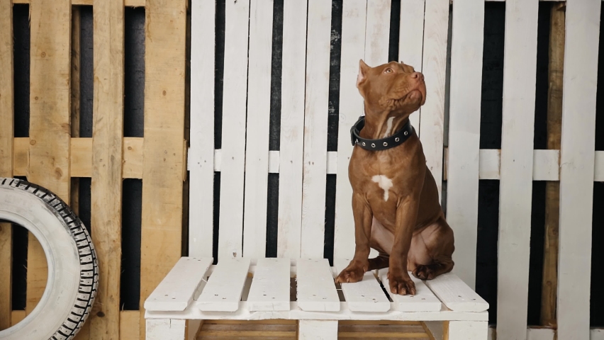 Cute young pit bull dog sitting and looking around in studio