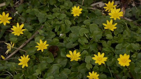 Bright yellow lesser celandine flowers, trembling in the wind, view from above - Ficaria verna
