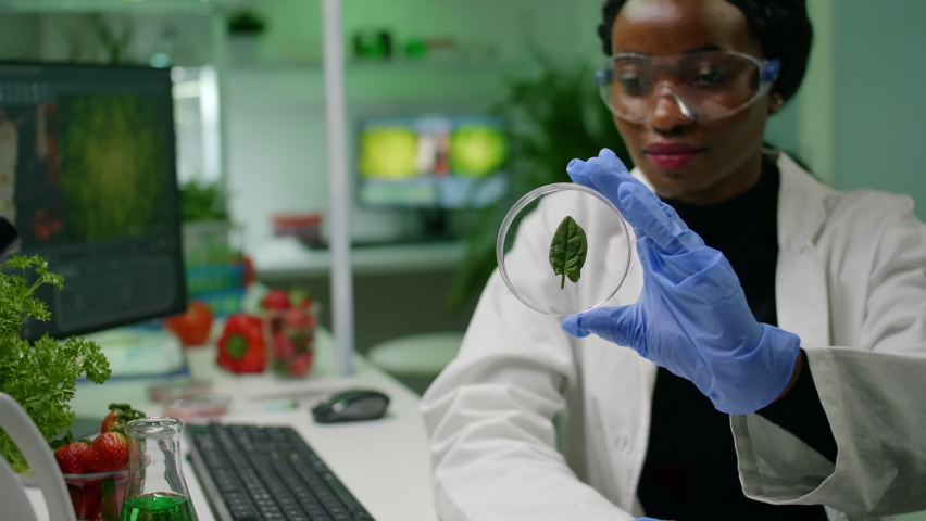 Biologist researcher analyzing green leaf sample using medical gloves and glasses. Biochemist scientist working in biotechnology organic laboratory for chemistry experiment Royalty-Free Stock Footage #1070844844