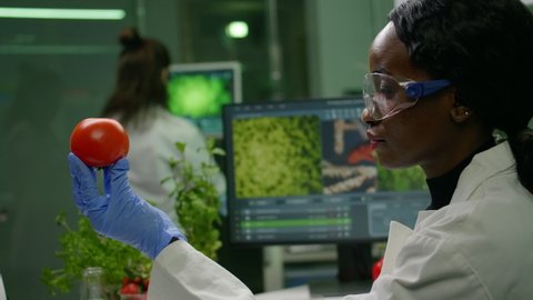 African scientist woman looking at tomato while her collegue typing dna test on computer in background. Biochemist researcher working in biotechnology organic laboratory analyzing chemistry experiment