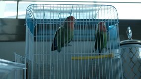 Two small parrots in a domestic cage seems to have interest in me. a 4K video clip, Israel.