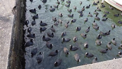 Cloudy winter day. Pier, marina, bay. Fishing boats. Snowing. Blue sea. Many black ducks, cormorants, seagulls swim on surface of water. People walk along embankment, Turkey, Istanbul, February 2021.