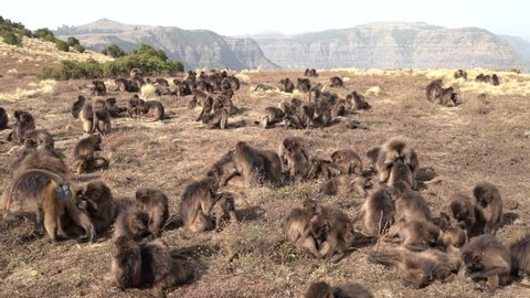 Gelada baboon monkey, Theropithecus gelada, in nature habitat, Simien Mountains NP, Ethiopia. Primate from east Africa in the grass meadow, feeding. Wildlife nature in Ethiopia. Animal behaviour.