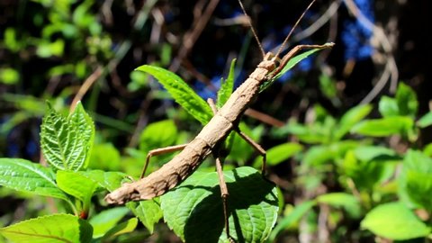 A cute and camouflaged Guatemalan stick insect climbing down a plant to hide in the shade from the hot sun in a forest or garden. Scary for someone with entomophobia.