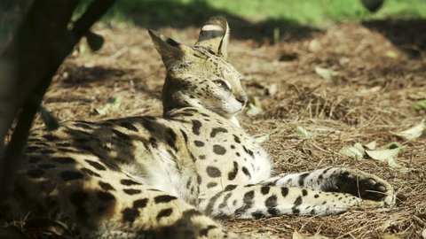 Serval Cat Resting in wild 60fps