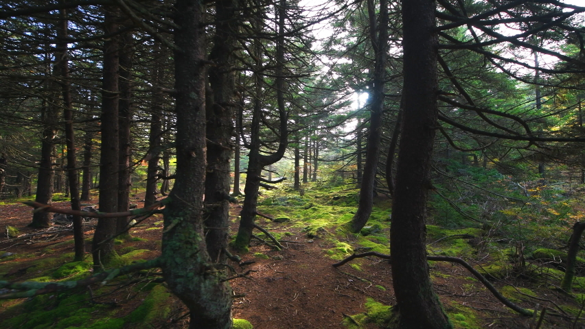 Point of view walking on Huckleberry Seneca Rocks hiking trail at Allegheny mountains Spruce Knob mountain ridge forest in colorful fall autumn with sun sunburst rays sunbeams, West Virginia