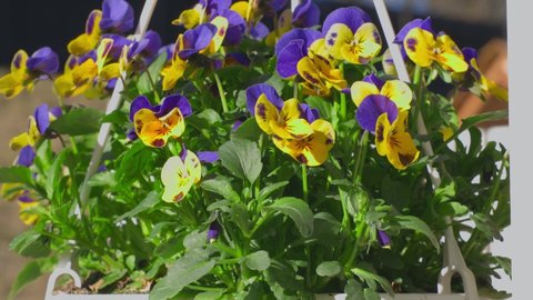 Beautiful view of hanging basket with yellow purple pansies. Sweden.