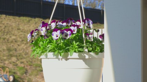 Beautiful view of hanging basket with white purple pansies. Sweden.