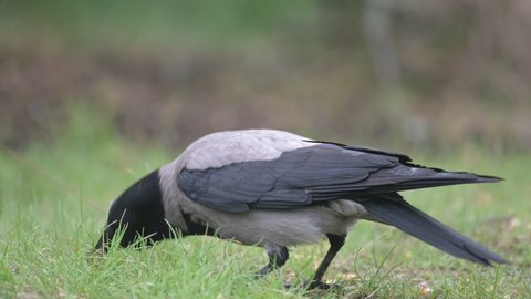 Corvus Cornix - Hooded crow eating corn