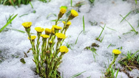 Snow is melting fast and herbs flowers coltsfoot tussilago farfara blooming in green grassy meadow Grow Spring Time lapse