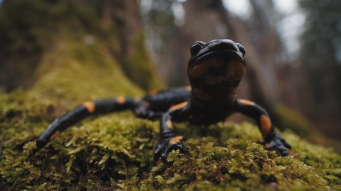 Close-up frontal view of still Fire salamander (Salamandra salamandra) sitting on wet moss. Autumn forest in the background.
