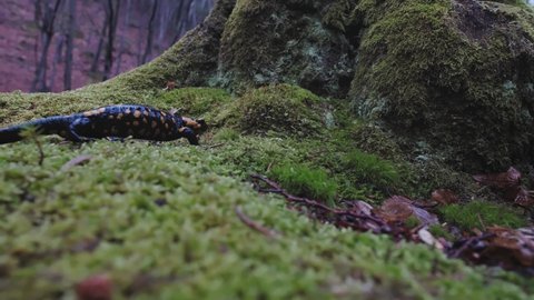 Fire salamander (Salamandra salamandra) walking on wet mossy ground and autumn leaves. Trees in the background