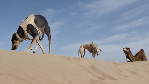Two Sloughi dogs (Arabian greyhound, North African greyhound) walk on a sand dune in front of a camel (dromedary) in Essaouira, Morocco. Slow-motion.
