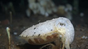 Video about cuttlefish. Night hunting of cephalopods. Cuttlefish close-up.