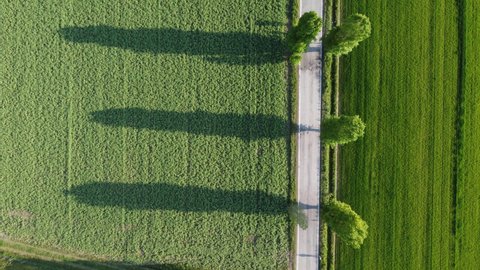 Aerial view of a country road with two rows of poplar trees on the side. The long shadows of the poplars lies on the green cultivated filed.