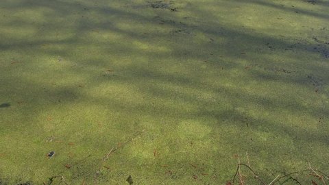 The movement of duckweed on the surface of the water after the stone falls into the water.