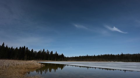 Scattered wispy cirrus clouds move across a in a blue sky above a partially frozen pond that is surrounded by brown cattails and dark spruce trees.
