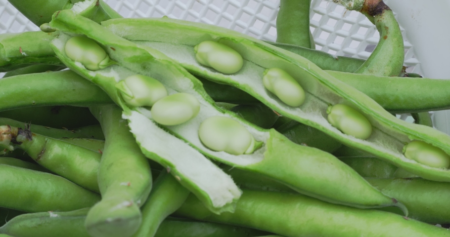 Close up of a basket of freshly picked broad beans