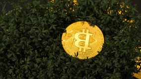 Bitcoins with micro-greens are slowly moving forward.