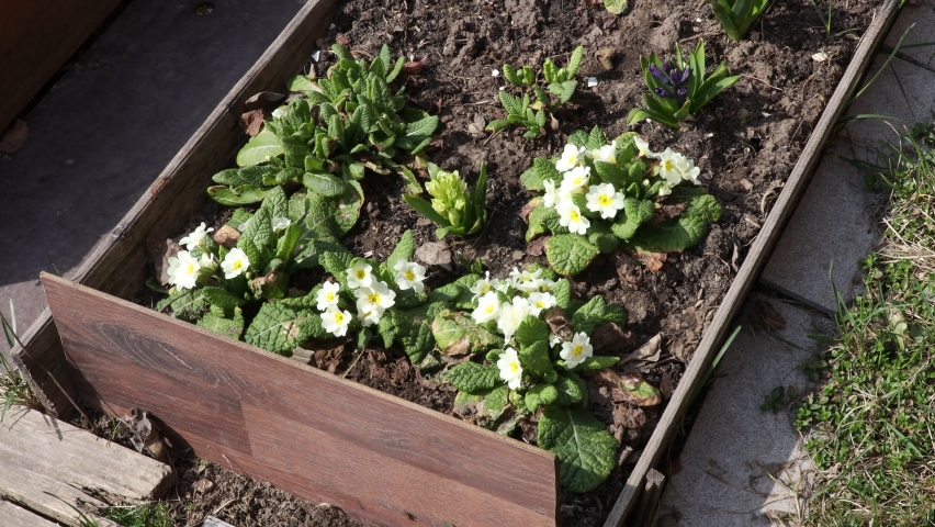 Flowers footage. Flowerbed in the village with flowers. 
