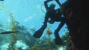 This underwater video shows a fully suited up scuba diver exploring a kelp bed.