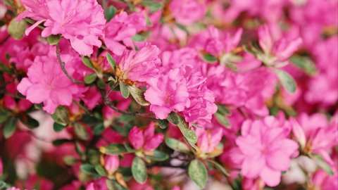 Time lapse footage of blooming pink Rhododendron simsii Planch flowers(Indian Azale or Sims's Azalea), 4k zoom in footage.