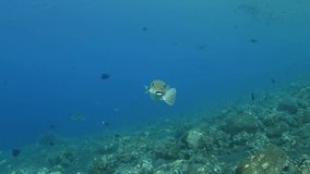 Puffer fish - Arothron stellatus. Underwater world of Bali.