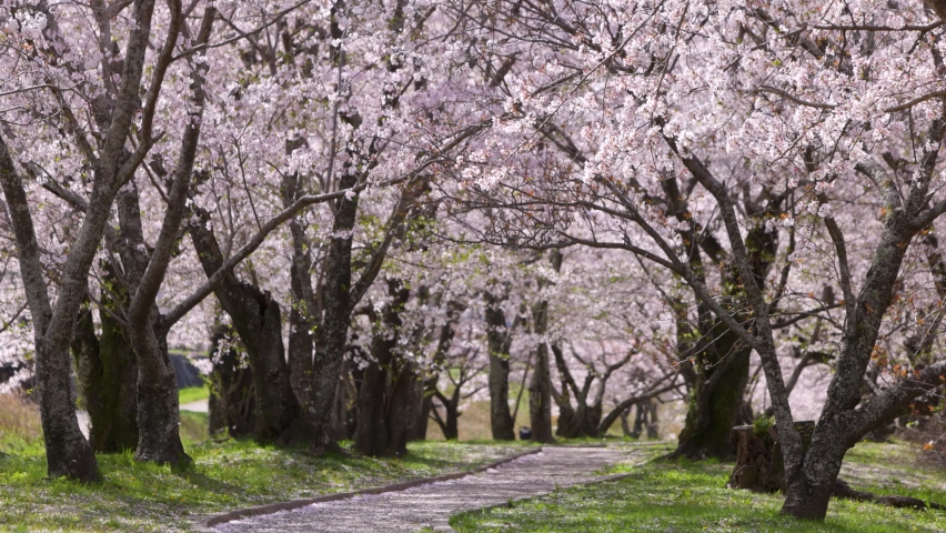 Cherry blossoms in full bloom at Miyagawa Tsutsumi Park in Japan. Royalty-Free Stock Footage #1070912140