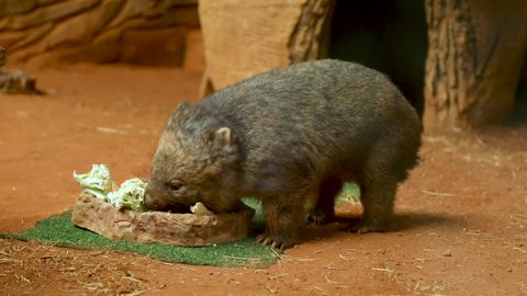 The common wombat (Vombatus ursinus), also known as the coarse-haired wombat or bare-nosed wombat, is a marsupial, one of three extant species of wombats and the only one in the genus Vombatus
