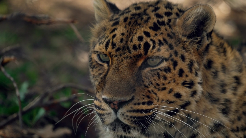 Beautiful Leopard roaring - close up slowmo Royalty-Free Stock Footage #1070912467